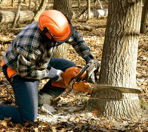 Tree Removal in Frenchville, ME